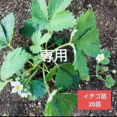 アイス&チョコ大好きさま専用