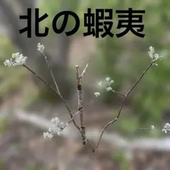 新芽の出た緑色の落葉樹　イヌエンジュ苗木1メートル 新芽の出た緑色の落葉樹 イヌエンジュ苗木1メートル - メルカリ