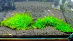 2026年最新】南米ウィローモスの人気アイテム - メルカリ