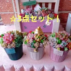 ❤️多肉植物❤️そのまま飾れる寄せ植え❤️３点セット~❤️