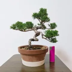 真柏盆栽 バランス◎のサムネイル