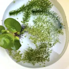 美株 アロカシア スカルプラム オーレア - メルカリ