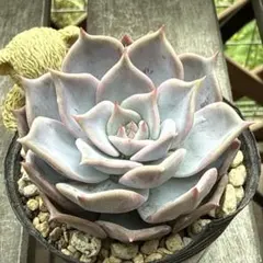 チェリークィーン 多肉植物 抜き苗 - メルカリ