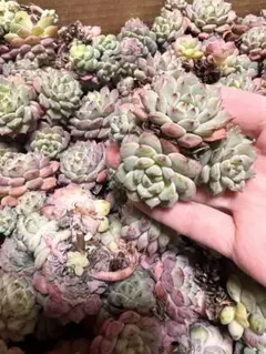 ぷくぷく様 リクエスト 2点 まとめ商品