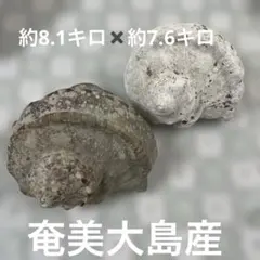 夜光貝 置物
