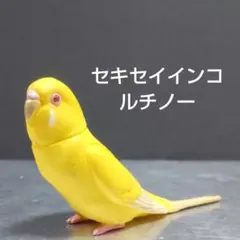 虎皮鸚鵡 魯提諾 模型