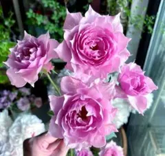 ❀ご購入前にコメントお願い致します❀ バラ 苗 切り花品種 くすみ