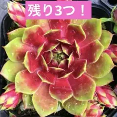 紅夕月1つセンペルビウム多肉植物 - メルカリ