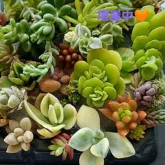 多肉植物 　カット苗　詰め合わせ セット　かわいい♡　多肉弁当　寄せ植えセット①