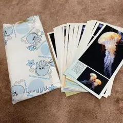 加茂水族館土産　クラゲのポストカード