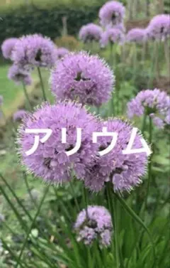 2026年最新】花苗の人気アイテム - メルカリ