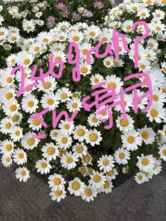 246grahpさん専用品