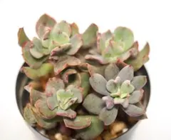 どきんちゃん様 リクエスト 3点 まとめ商品