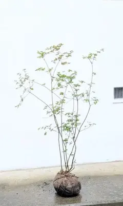 1.1m。山採りドウダンツツジ。のサムネイル
