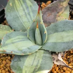 2025年最新】吉祥天錦の人気アイテム - メルカリ