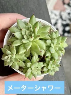 さち様 リクエスト 2点 まとめ商品