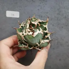 アガベ チタノタ オテロイ シーザー コンパクト 10