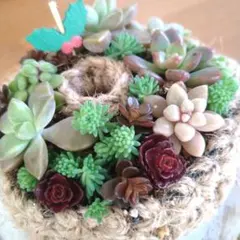 リース型多肉植物 そのまま飾れる クリスマス ちまちま寄せ 本日限定 セール