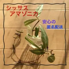 2026年最新】シッサス アマゾニカの人気アイテム - メルカリ