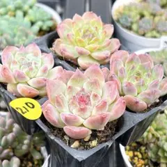 NEW❗️766多肉植物 エケベリア ルオシェン 抜き苗 寄せ植え 4苗セット