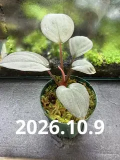 Homalomena sp. \