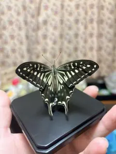 2026年最新】蝶の標本の人気アイテム - メルカリ