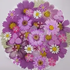 押し花素材 押し花