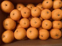 PoNTACHAN様専用ページ