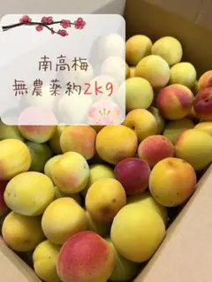 【南高梅 】約2kg 無農薬 山梨県産M〜2Lサイズ 梅酒 梅シロップのサムネイル
