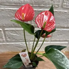 2026年最新】レアアンスリウムの人気アイテム - メルカリ