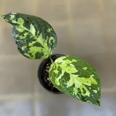 2025年最新】アンダマン アグラオネマの人気アイテム - メルカリ