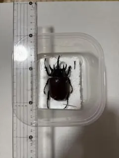일본 뿔딱정벌레 표본