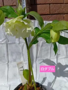 2026年最新】クリスマスローズ開花株の人気アイテム - メルカリ