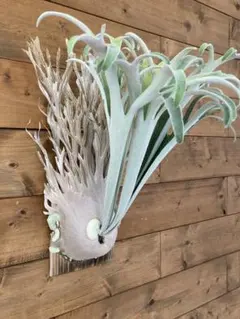 希少 バンクシア パラドーサ ドワーフジンジャー Banksia 矮小種 這性