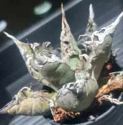 引退品☆アガベチタノタ ゴジラ 現品限り 希少 将来有望 赤字覚悟