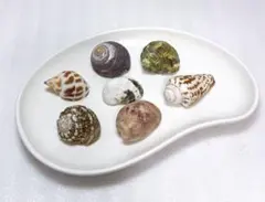 ヤドカリ貝殻 Mサイズ位 ヤドカリさんの宿替えに♪7個セット①