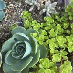 多肉植物 セダム ミモザ15カット&斑入りパリダム25カット - メルカリ