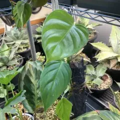 2026年最新】フィロデンドロンレアの人気アイテム - メルカリ