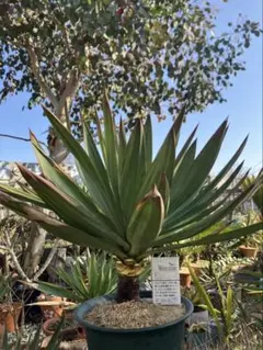 2026年最新】ユッカ グロリオサの人気アイテム - メルカリ