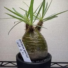 グラキリス 発根済 良株 トトロ 可愛い オシャレ インテリア 塊根植物 