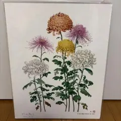 新品未使用品】野村陽子 植物細密画 ボタニカルアート かぶ - メルカリ