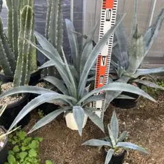 アガベ アメリカーナ大株 3 2025年最新】アガベ アメリカーナ 大株の人気アイテム - メルカリ