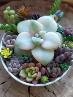 2026年最新】多肉 そのまま飾れる寄せ植えの人気アイテム - メルカリ