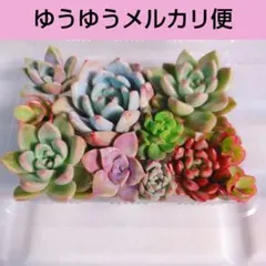 しょこりん様 リクエスト 2点 まとめ商品