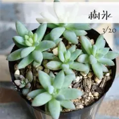 ばばちゃん様 リクエスト 4点 まとめ商品