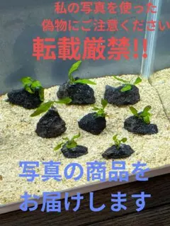 ミクロソリウム　プテロプス8株溶岩石付きのサムネイル
