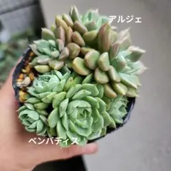 アルジェ　ベンバディス　大苗群生　抜きセット　多肉植物のサムネイル