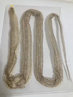 2026年最新】蛇の抜け殻 アオダイショウの人気アイテム - メルカリ