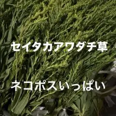 福岡県産　セイタカアワダチソウ蕾　ネコポスいっぱい　♡