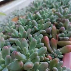 可愛いファットスターhyb　画像から10カット♪　多肉植物　エケベリア　セダム
